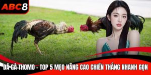 Đá gà Thomo