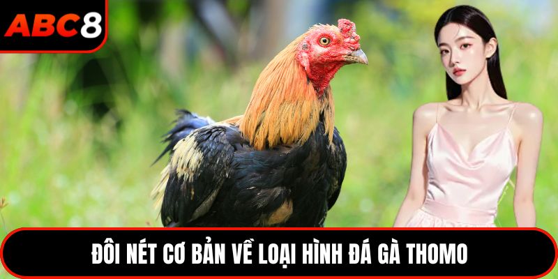 Đôi nét cơ bản về loại hình đá gà Thomo