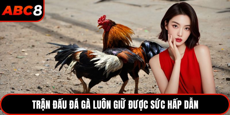 Trận đấu đá gà luôn giữ được sức hấp dẫn